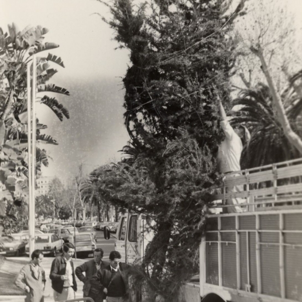 Cargando el árbol de Navidad en el Paseo del Parque de Málaga. Años 80